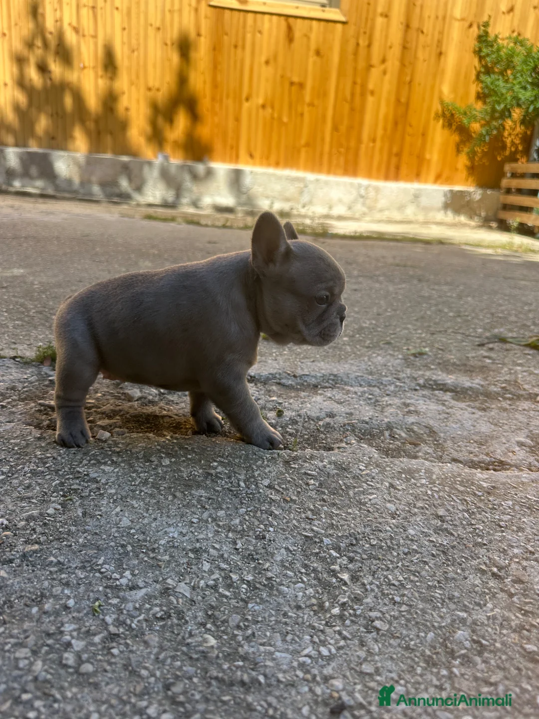 Bulldog Francese cani in vendita: bulldog francese  - Annuncio 1