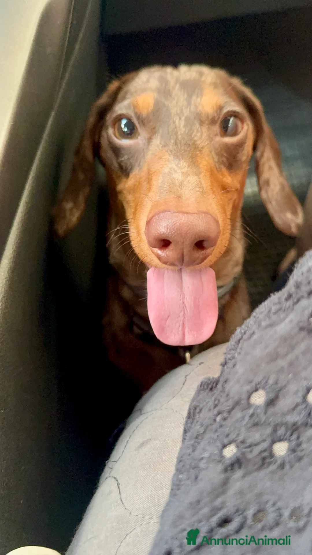 Bassotto cani per accoppiamento: Disponibile bassotto Arlecchino per monta - Annuncio 14