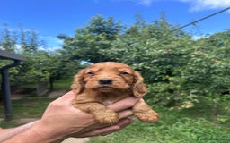 Cocker cani in vendita: Cuccioli Cocker a Provincia di Bergamo - Immagine 8