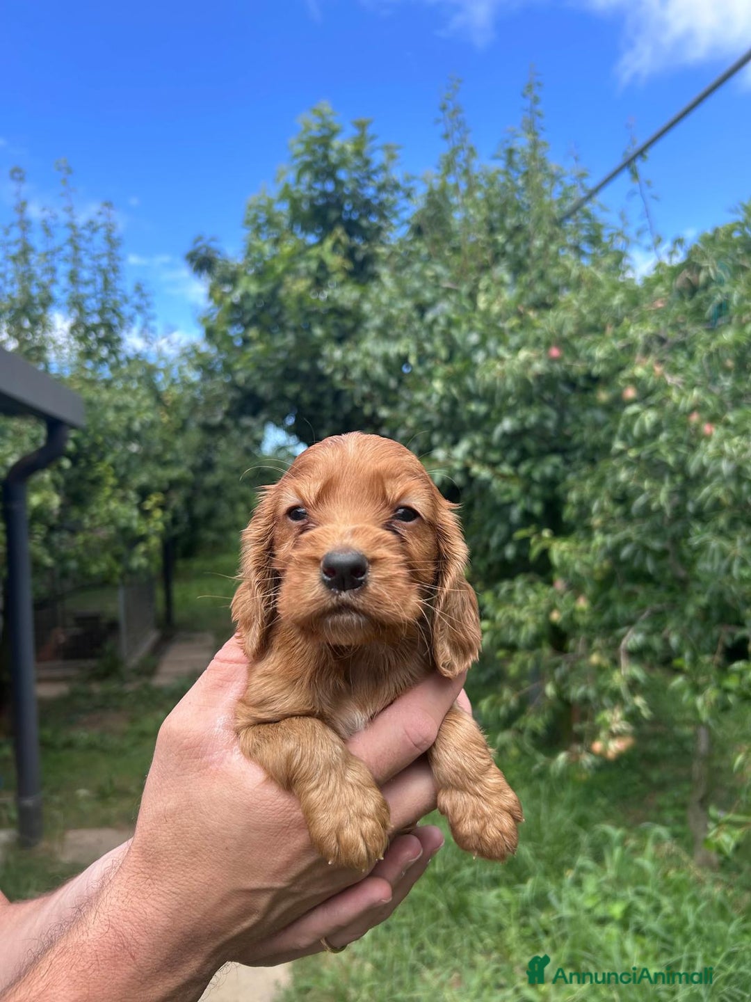 Cocker cani in vendita: Cuccioli Cocker a Provincia di Bergamo - Immagine 8