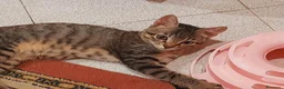 Europeo gatti in regalo: Tommaso quando gli occhi parlano di tristezza  - Annuncio 3