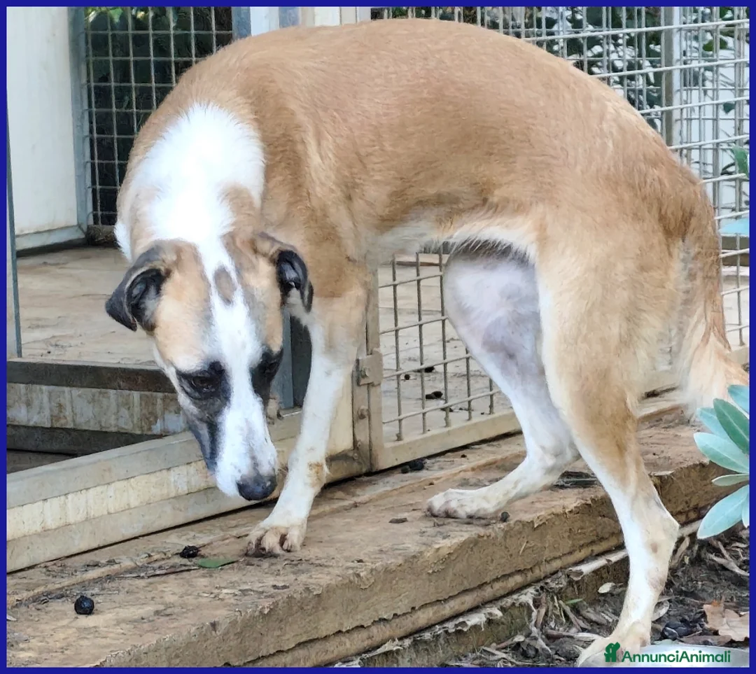 Meticcio cani in regalo: NORMA, GIOVANE CAGNOLINA - Annuncio 13