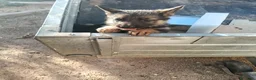 Pastore Tedesco cani in vendita: Cuccioli pastore tedesco  a Provincia di Lecce - Annuncio 5
