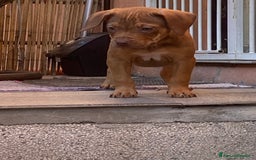 Pitbull cani in vendita: Cucciola di Pitbull Tricolor con Pedigree  a Città Metropolitana di Milano - Immagine 6