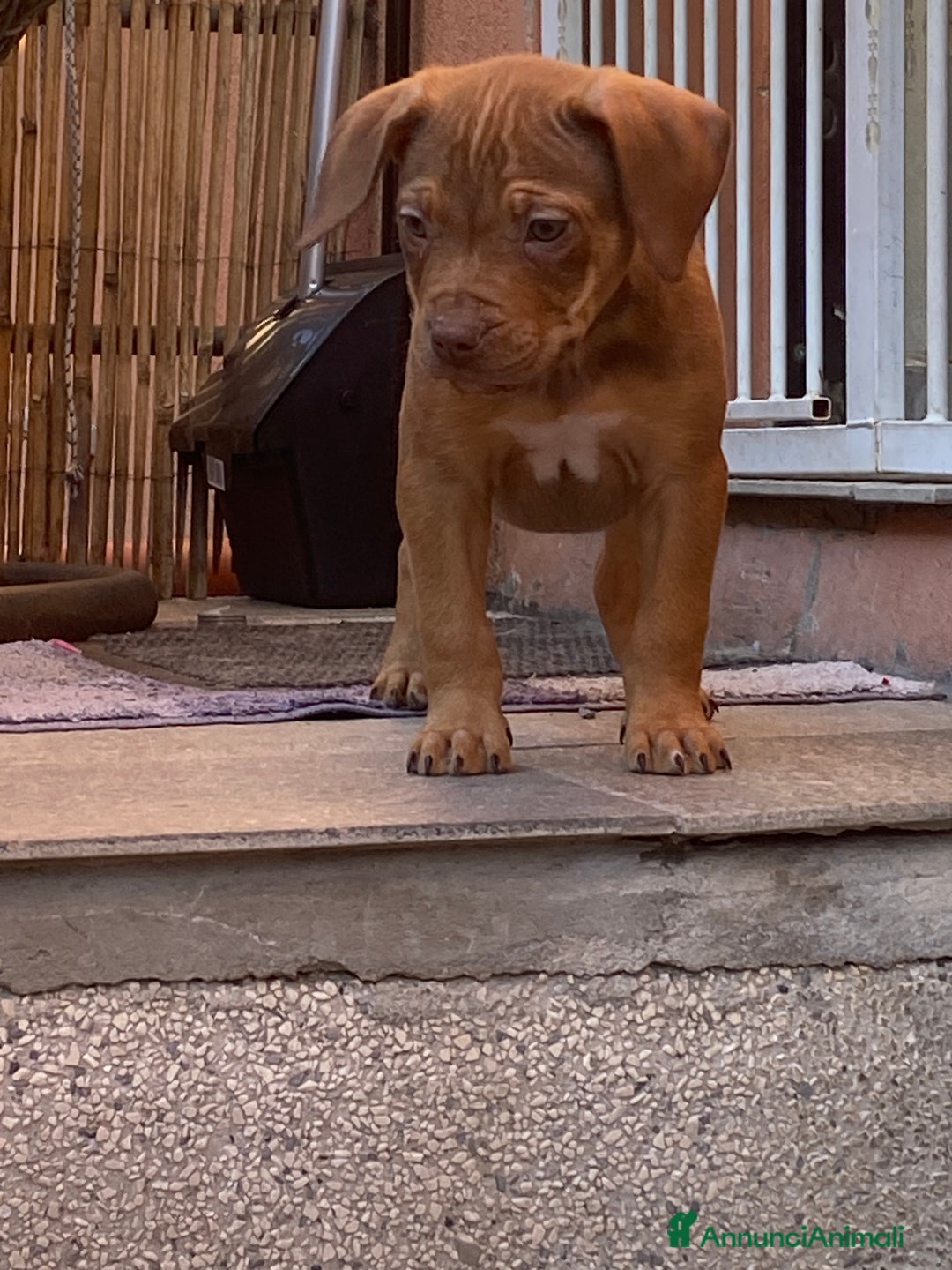 Pitbull cani in vendita: Cucciola di Pitbull Tricolor con Pedigree  a Città Metropolitana di Milano - Immagine 6