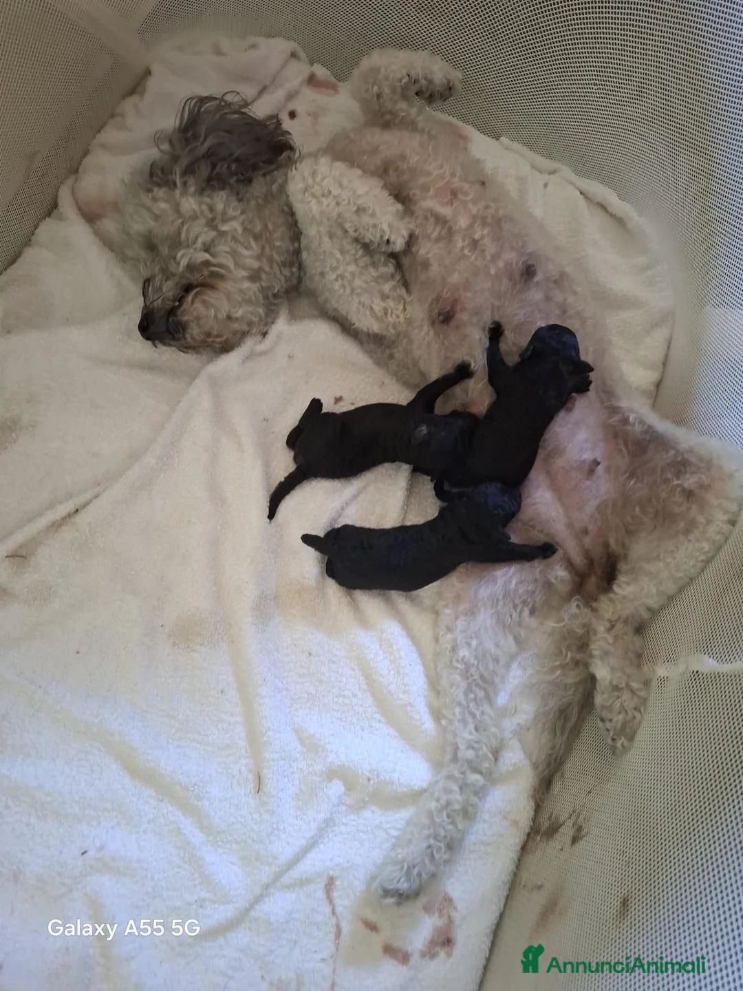 Barboncino cani in vendita: Barboncini a Provincia di Monza e della Brianza - Annuncio 3