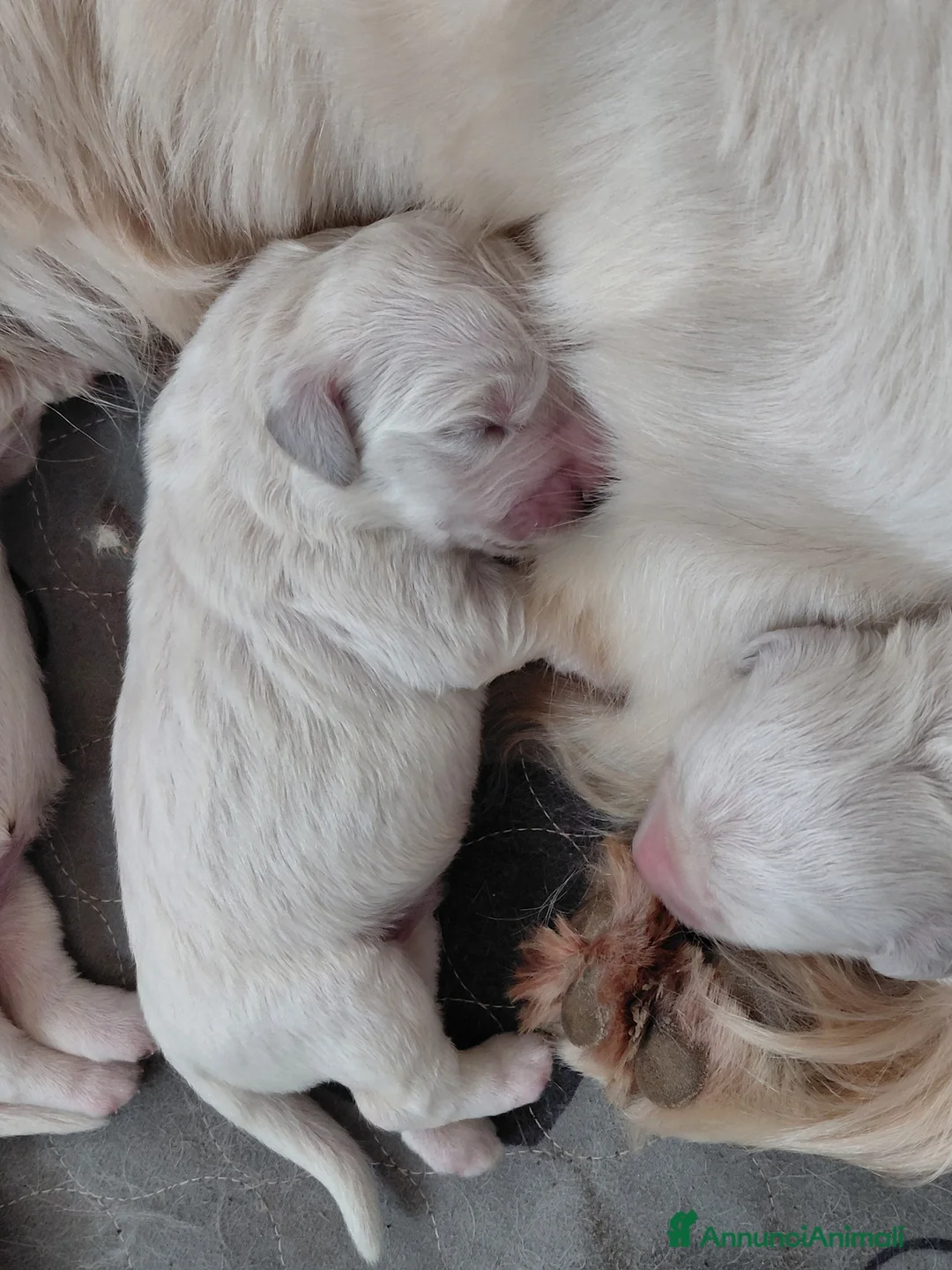 Golden Retriever cani in vendita: Cuccioli di Golden Retriever  a Provincia di Forlì-Cesena - Annuncio 4