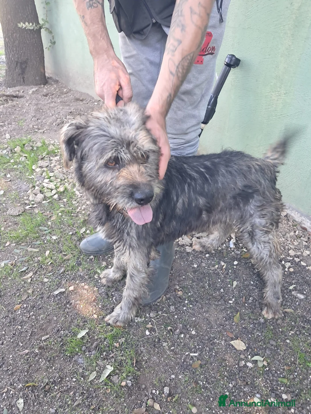 Spinone cani in regalo: Kros spinoncino argentato dagli occhi nocciola  a Città metropolitana di Milano - Annuncio 6