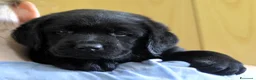 Labrador cani in vendita: Labrador Retriever neri linee inglesi  - Annuncio 21