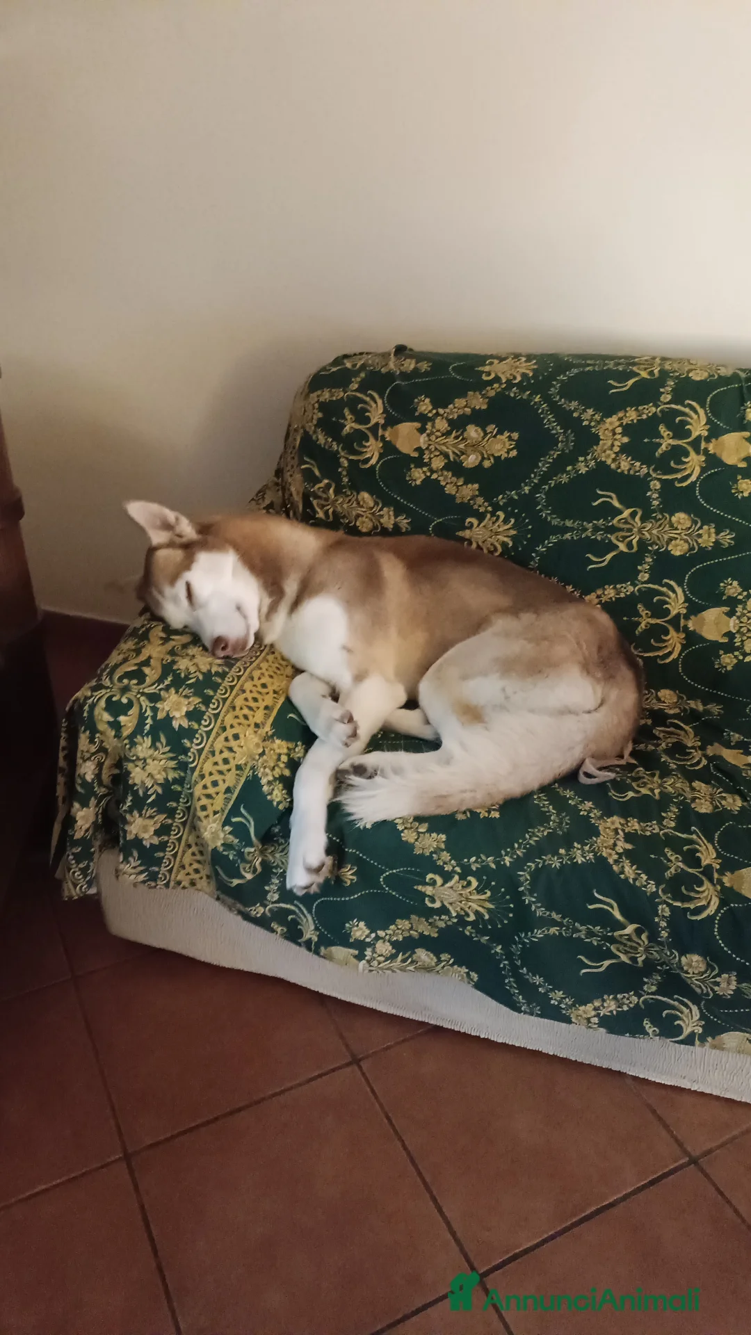 Husky cani per accoppiamento: Husky per accoppiamento  a Pomezia - Annuncio 14