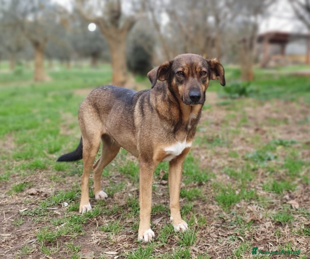 Meticcio cani in regalo: MINA,una vita difficile da raccontare a Pomezia - Annuncio 6