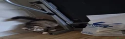 Meticcio gatti in regalo: GATTI ADULTI - Annuncio 3