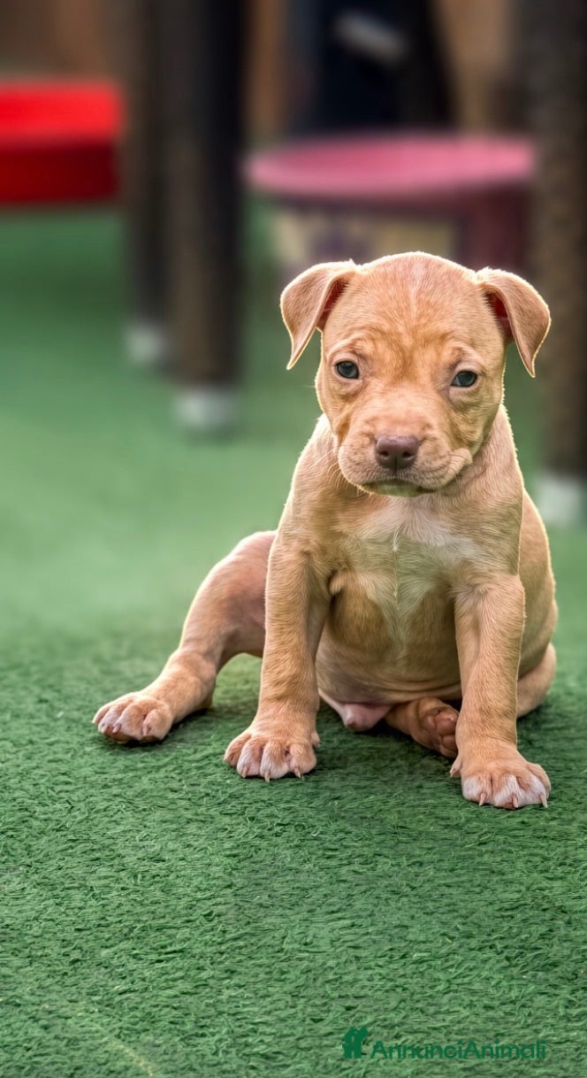 Pitbull cani Cuccioli American Pitbull UKC con Pedigree  - Annuncio 22