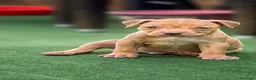 Pitbull cani in vendita: Cuccioli American Pitbull UKC con Pedigree  - Annuncio 3