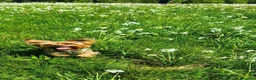 Yorkshire cani per accoppiamento: Susan 🐶 cerca maschio yorkshire per accoppiamento a Provincia di Imperia - Annuncio 3
