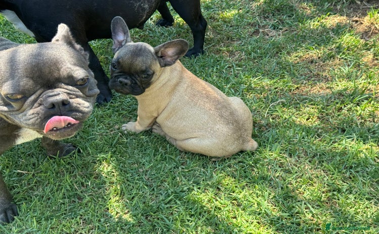 Bulldog Francese cani a Città metropolitana di Milano - Annuncio 17