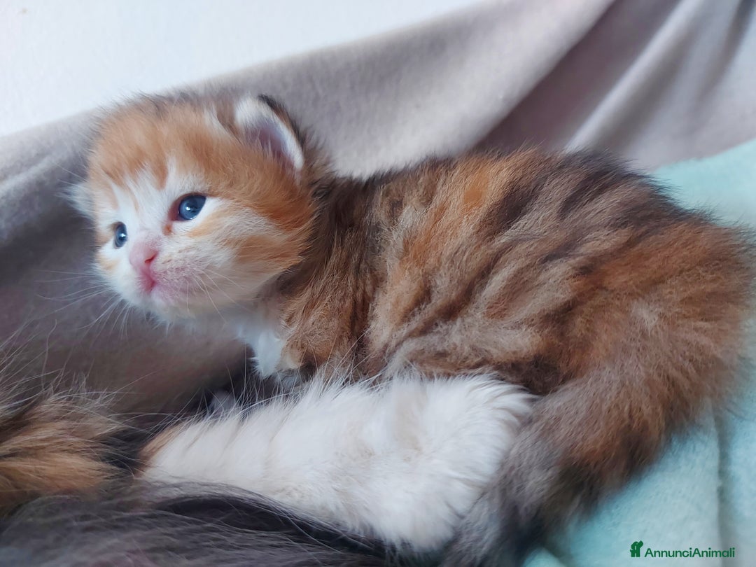 Siberiano gatti in vendita: Cuccioli di gatto Siberiano Certificati  - Annuncio 6