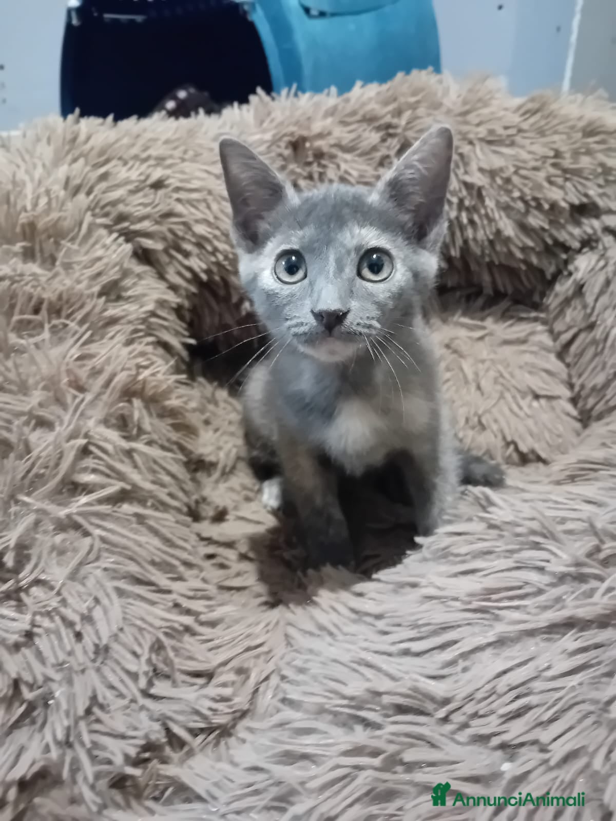 Meticcio gatti LA TENERISSIMA TEMPESTA - Annuncio 21