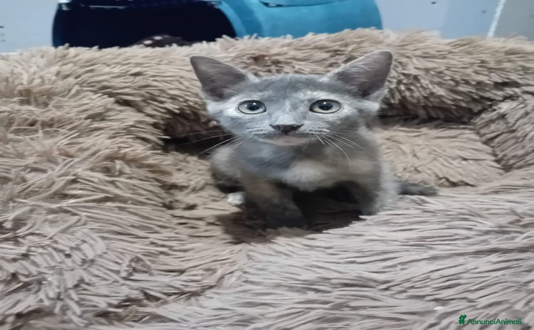 Meticcio gatti - Annuncio 2