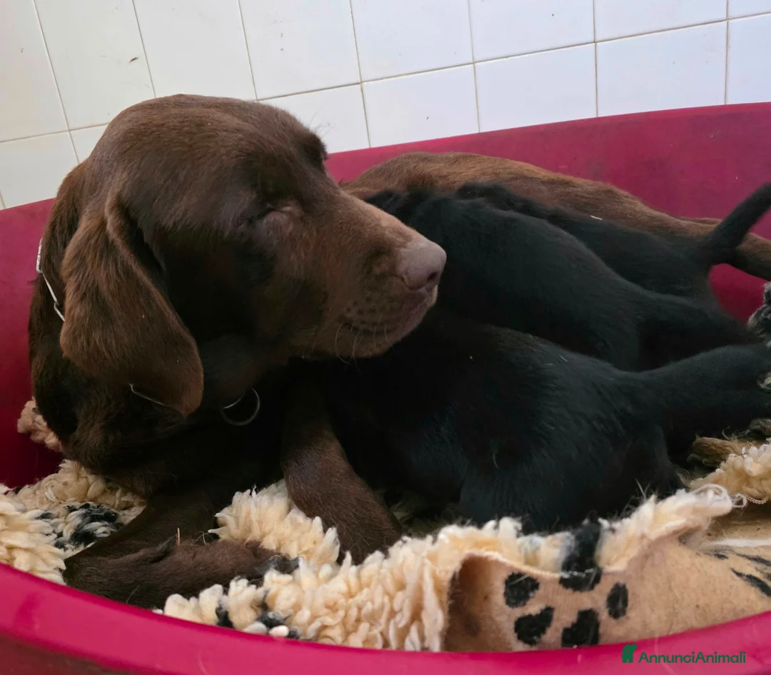 Labrador cani in vendita: Cuccioli Labrador neri con pedigree - Annuncio 2