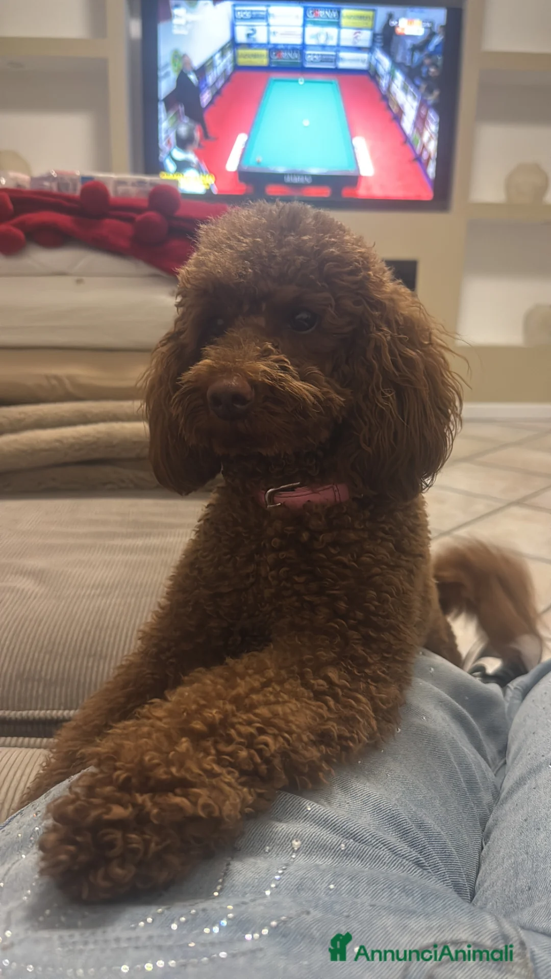 Barboncino cani in vendita: Barboncina  - Annuncio 2