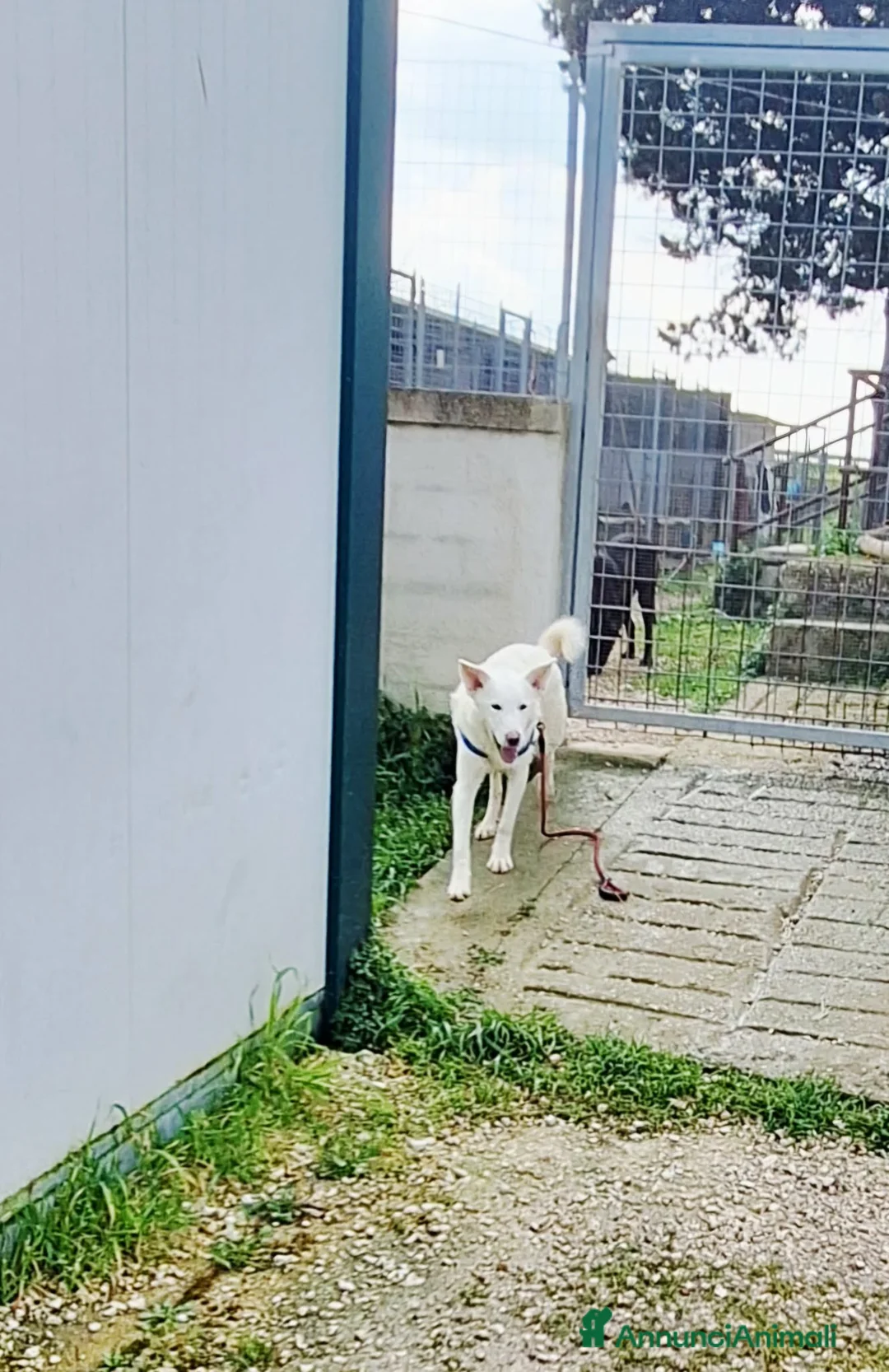 Meticcio cani in regalo: Stupendo Erik mix pastore svizzero in adozione  - Annuncio 7
