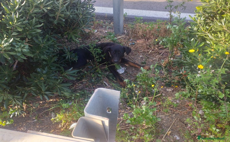 Meticcio cani a Città Metropolitana di Torino - Annuncio 11