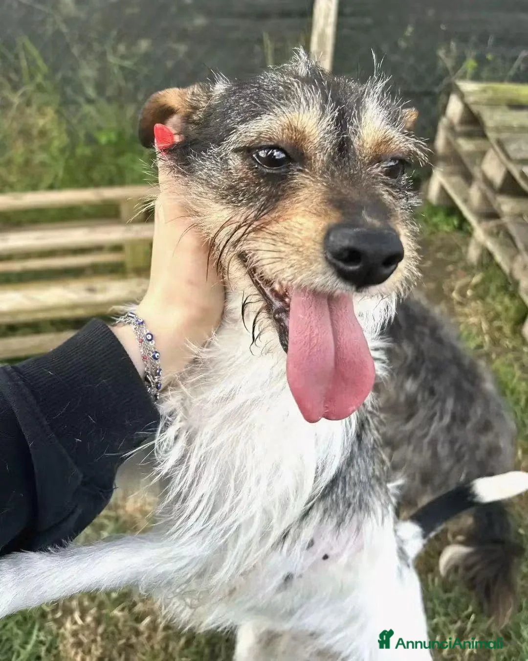 Meticcio cani in regalo: All' Star, scricciola in cerca di adozione  - Annuncio 2