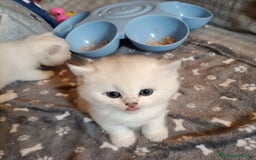 British gatti in vendita: British shortair  - Immagine 7