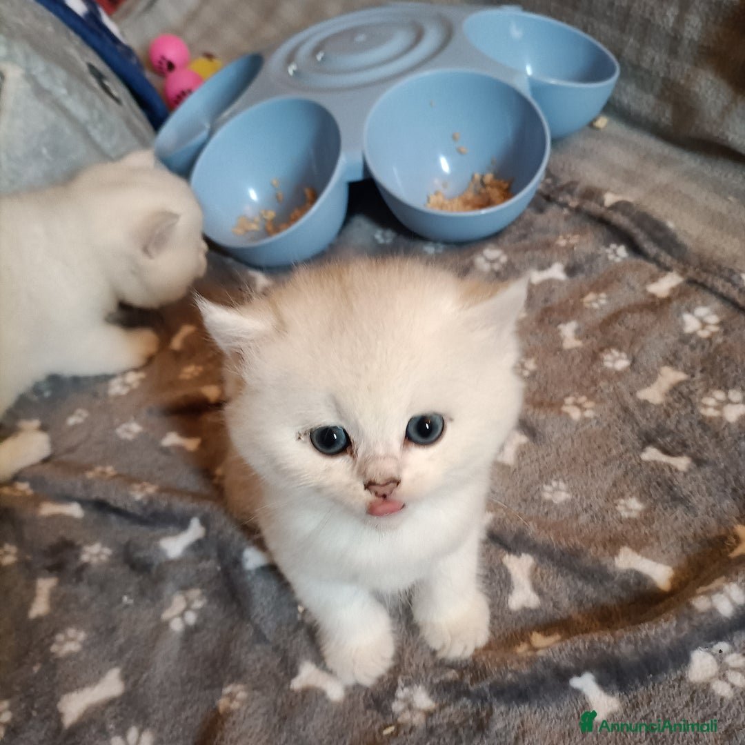 British gatti in vendita: British shortair  - Annuncio 7