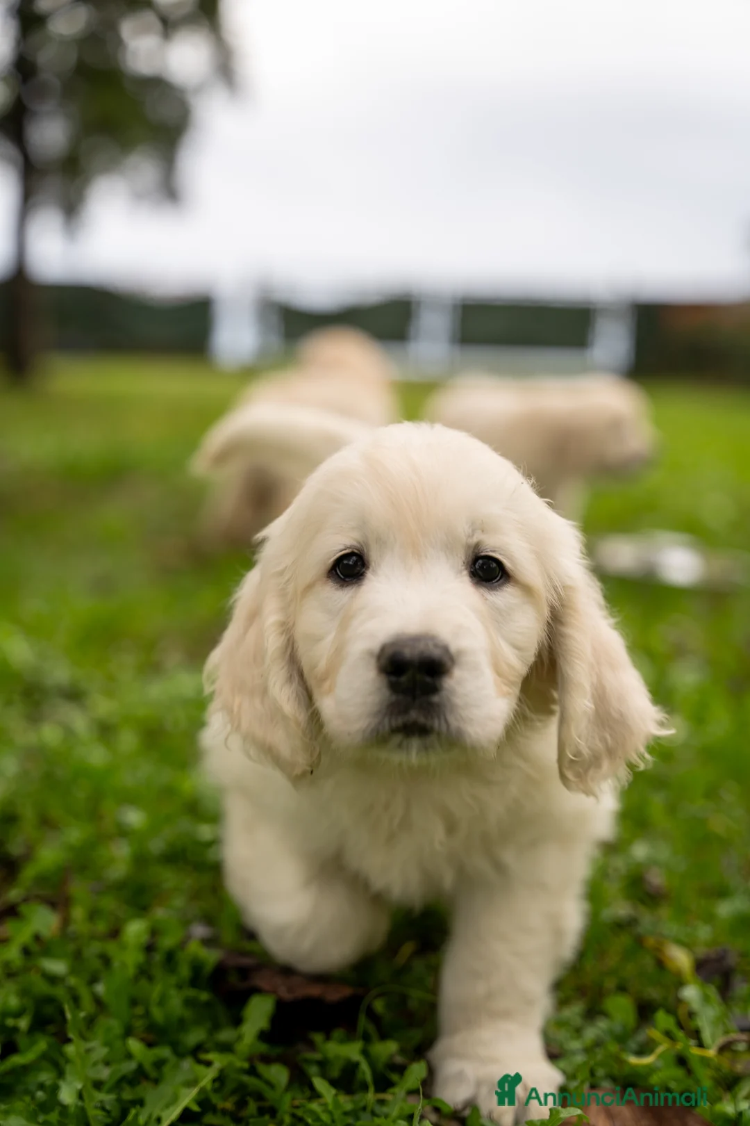 Golden Retriever cani in vendita: cuccioli golden retriever - Annuncio 4