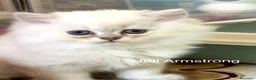 British gatti in vendita: Neil Armstrong – British Longhair Colourpoint a Provincia di Brescia - Annuncio 4