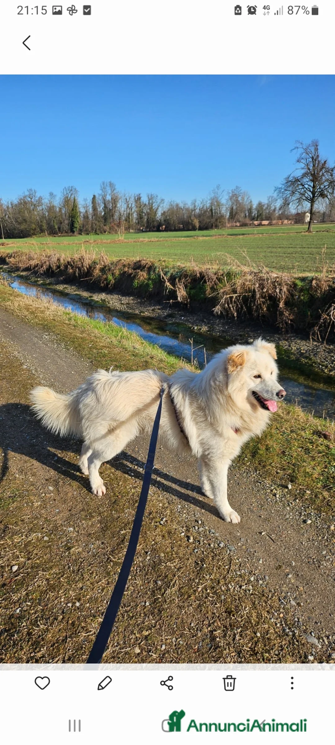 Meticcio cani in regalo: Bubu 4anni salvato 2anni fa al sud.NOVARA SOS  a Città metropolitana di Milano - Annuncio 10