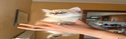 Siberiano gatti in vendita: Gatti Ipoallergici Siberiani Neva a Provincia di Brescia - Annuncio 1