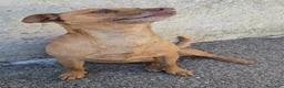 Meticcio cani in regalo: Otto  a Provincia di Savona - Annuncio 2