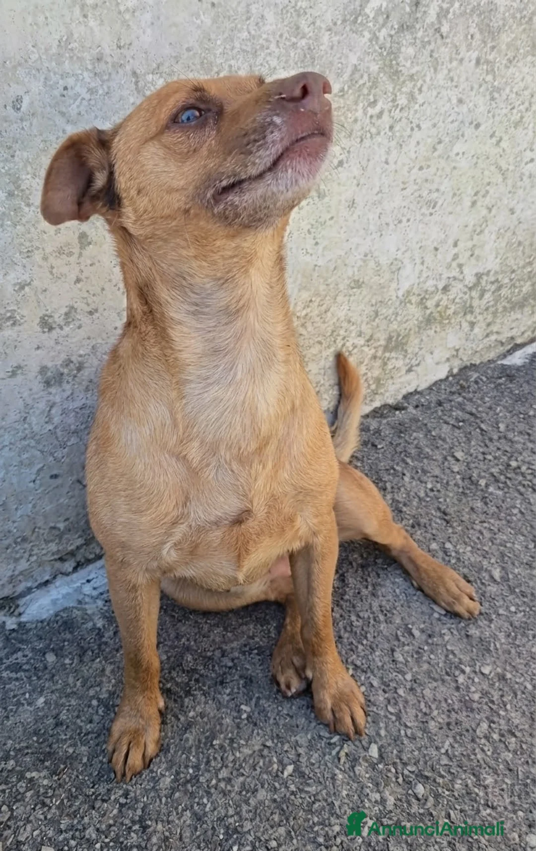 Meticcio cani in regalo: Otto  a Provincia di Savona - Annuncio 2