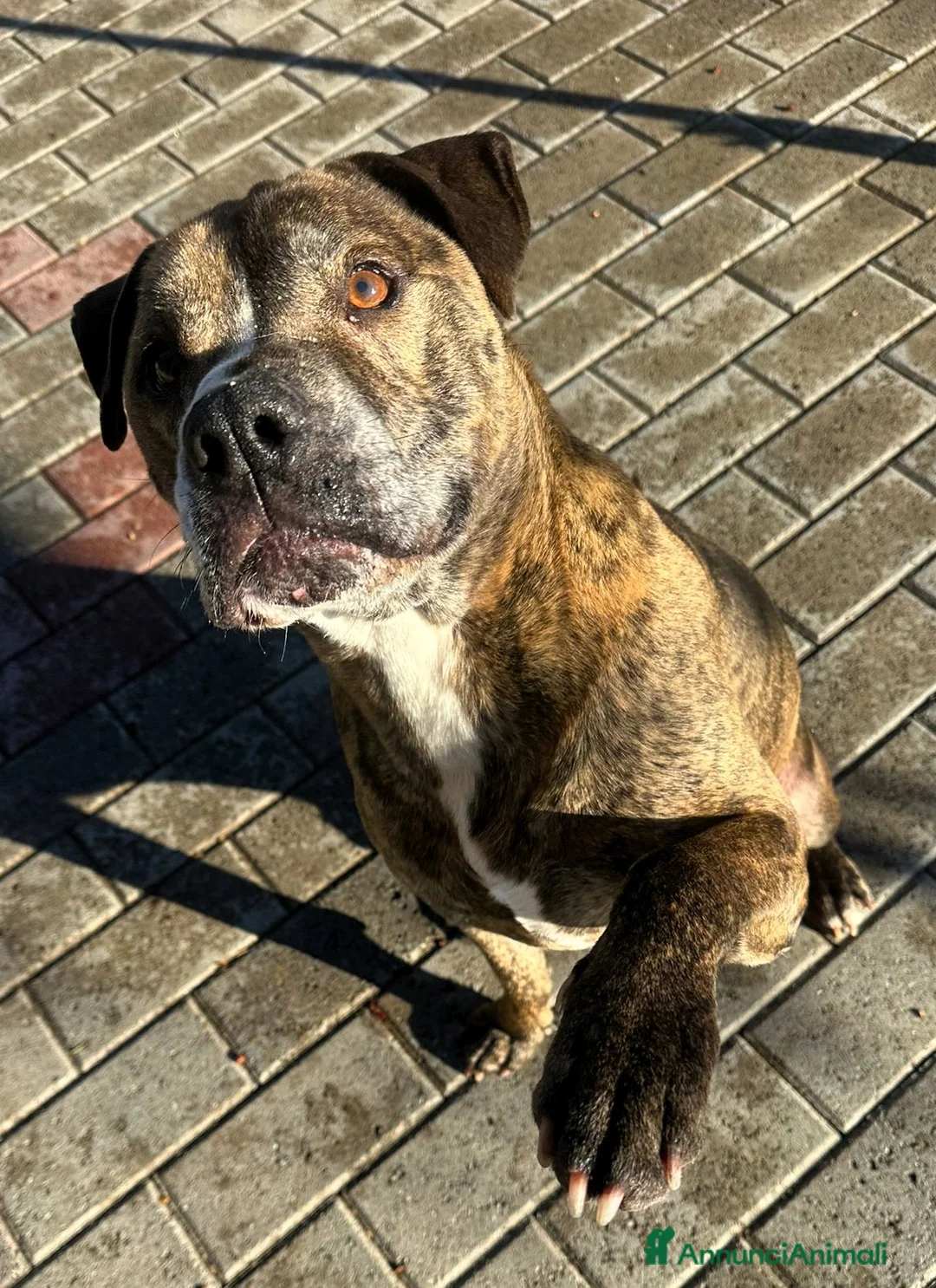 Meticcio cani in regalo: THOR PIT GENTILE - Annuncio 9