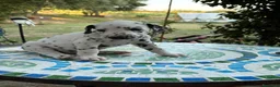 Dalmata cani in vendita: Cuccioli di Dalmata - Annuncio 12