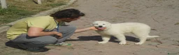 Pastore Abbruzzese Maremmano cani in vendita: Spettacolari cuccioli di Pastore Abruzzese  - Annuncio 2
