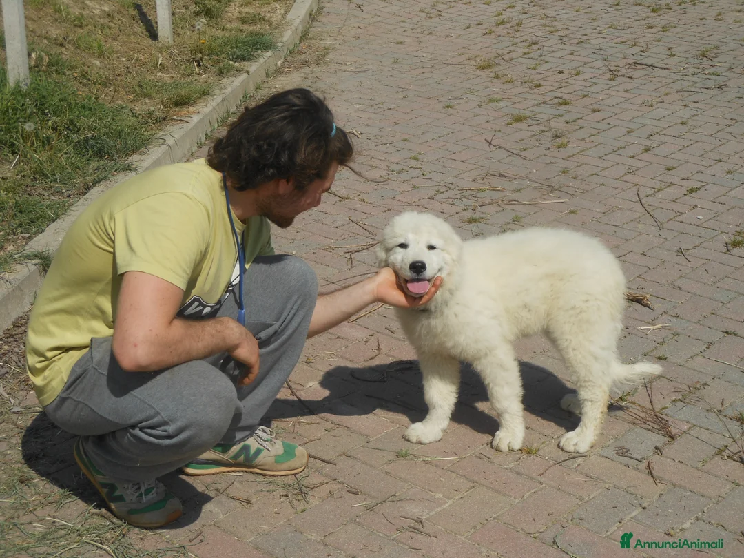 Pastore Abbruzzese Maremmano cani in vendita: Spettacolari cuccioli di Pastore Abruzzese  - Annuncio 2