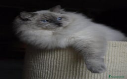 Ragdoll gatti in vendita: Gattino Ragdoll pura razza pedigree qualità show a Provincia di Parma - Immagine 6