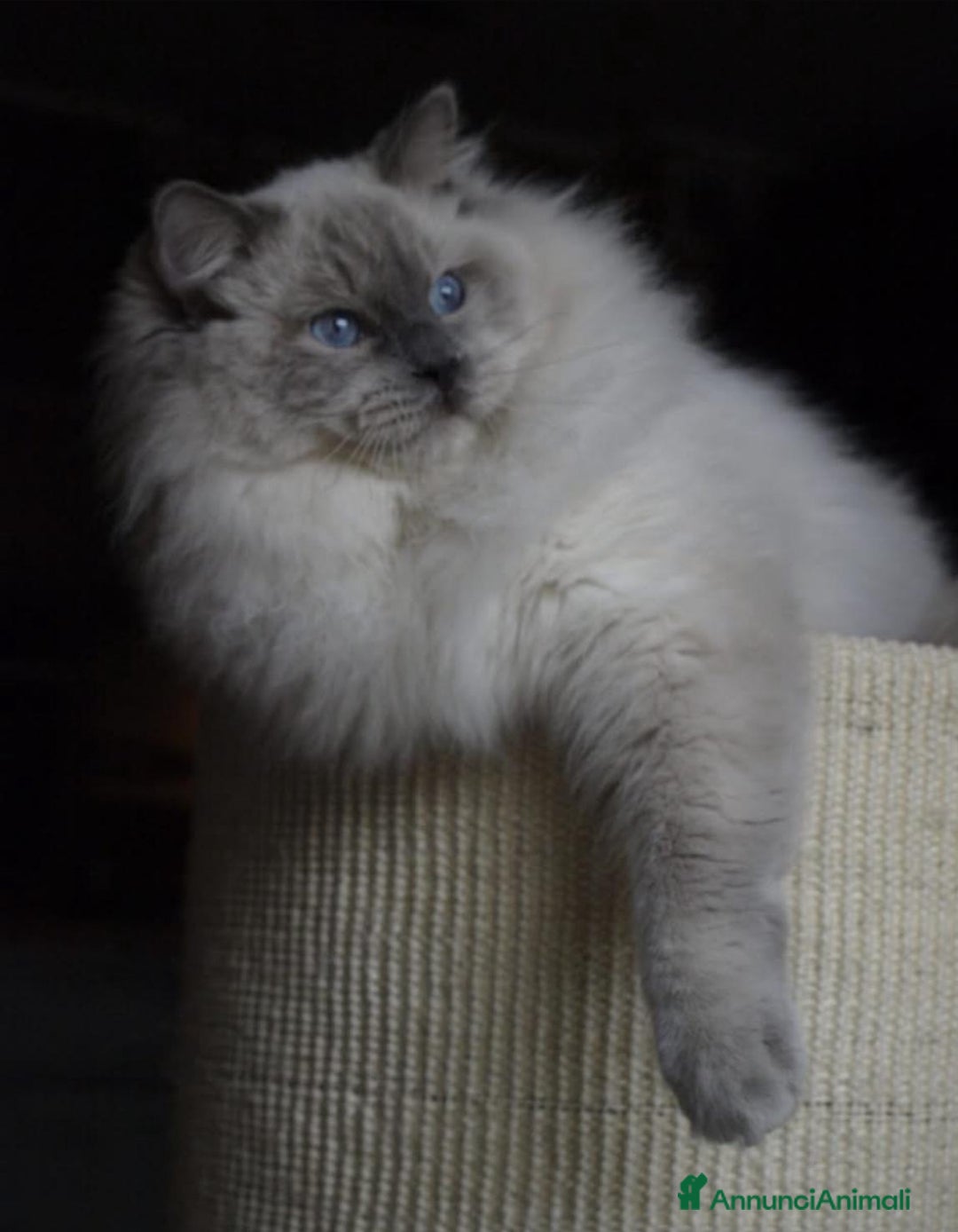 Ragdoll gatti in vendita: Gattino Ragdoll pura razza pedigree qualità show a Provincia di Parma - Immagine 6