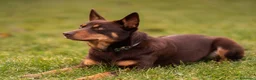 Australian Kelpie cani in vendita: Cuccioli Australian Kelpie  a Provincia di Siena - Annuncio 19