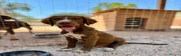 Meticcio cani in regalo: JUNE E MAGDA - Annuncio 5