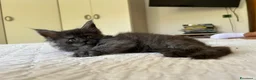 Maine Coon gatti in vendita: Maine Coon cucciolo pedigree ANFI - Annuncio 14