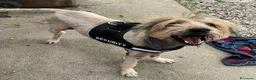 Meticcio cani in regalo: Manuel 16 anni Taglia media  - Annuncio 4