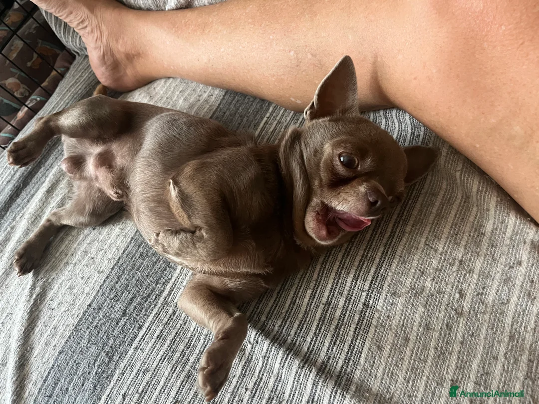 Chihuahua cani per accoppiamento: CHIHUAHUA LILAC DA MONTA DISPONIBILE - Annuncio 5