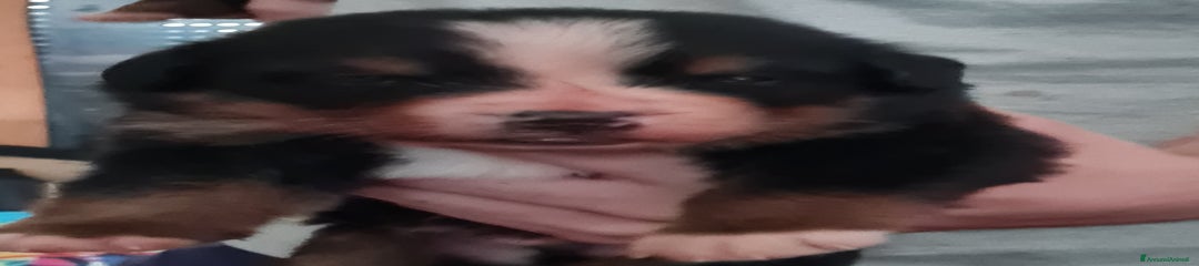 Bovaro del Bernese Cucciolo 3