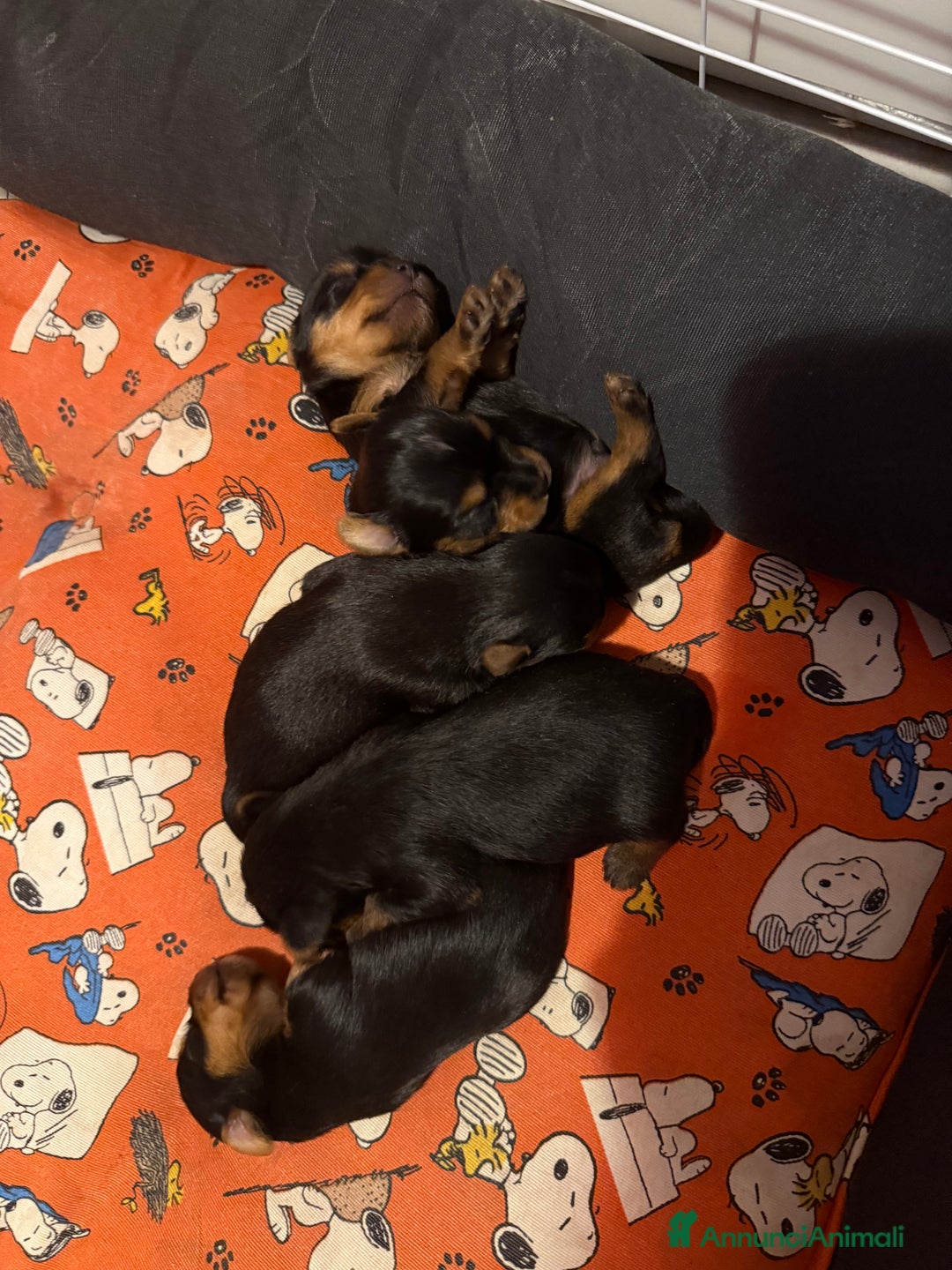 Yorkshire cani in vendita: cucciolo yourkshire terrier  a Città Metropolitana di Bologna - Immagine 7