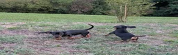 Bassotto Nano cani in vendita: Cucciolo di bassotto nano nero focato a Provincia di Treviso - Annuncio 6
